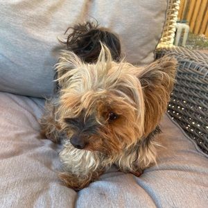 Meet your Posher, Isa